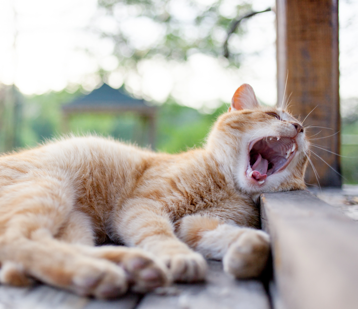Yawning Laying Cat